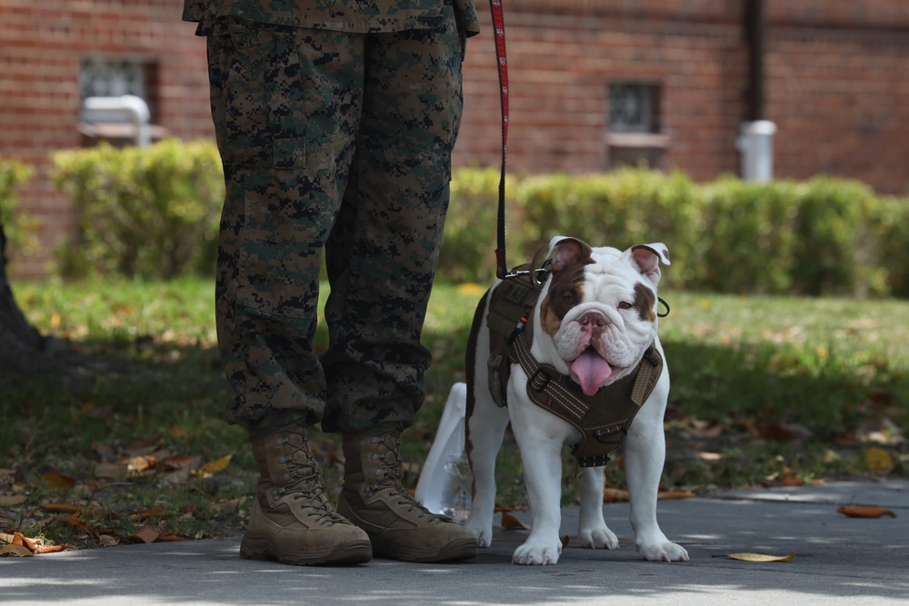 ‘Genetic tolerance to the heat and humidity’: Marines search for next Parris Island mascot ‘Genetic tolerance to the heat and humidity’: Marines search for next Parris Island mascot